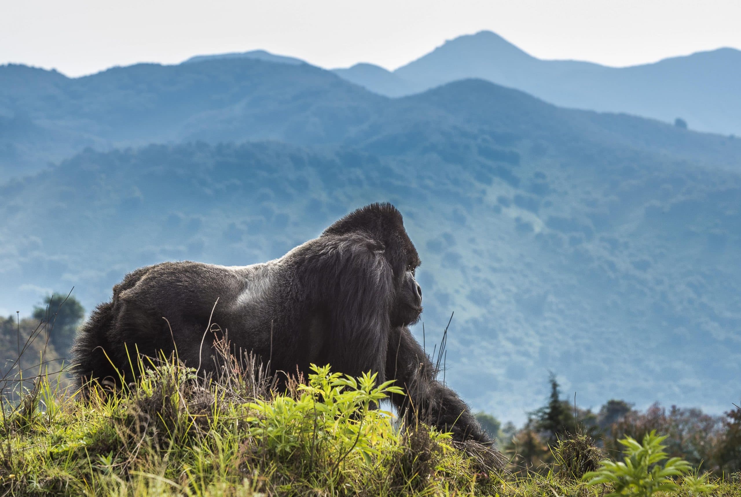 The Ultimate Guide to Gorilla Trekking in Rwanda
